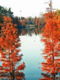 絕美水杉-洛陽伊濱區伊水遊園！