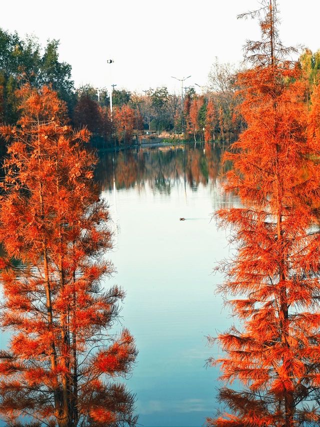 絕美水杉-洛陽伊濱區伊水遊園！