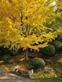 長沙的秋天，一半是古寺禪意，一半是金色浪漫