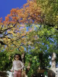 劍川桑嶺村|百年古木林美成了打翻的調色盤