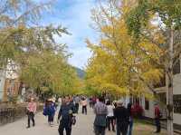 帽子峰林場金黃秋日仙境