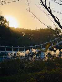 上海秋日頂流!共青菊花展免費衝人多真的有原因!