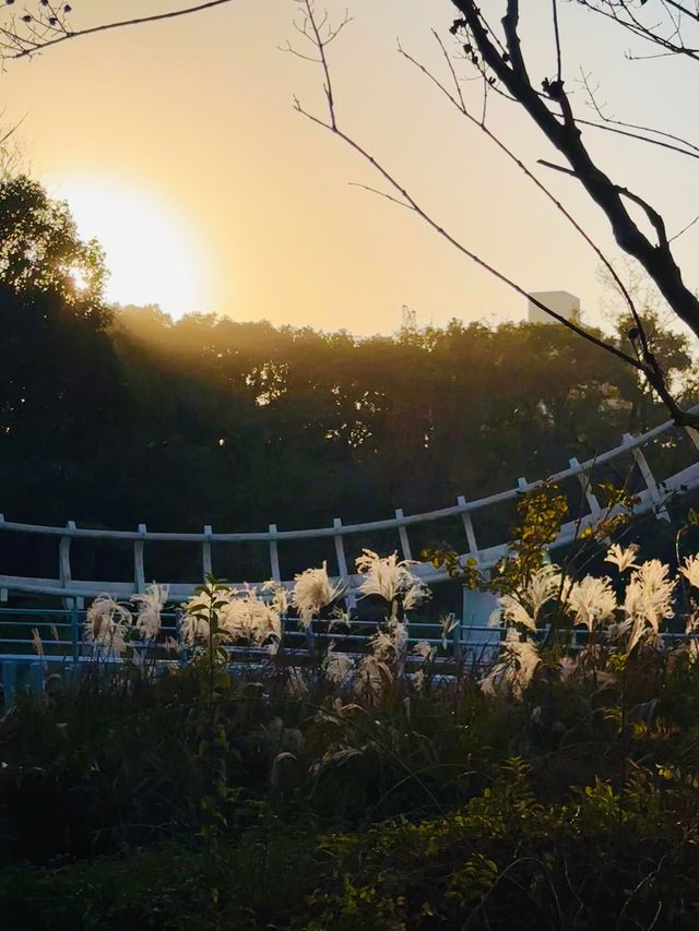 上海秋日頂流!共青菊花展免費衝人多真的有原因! 上海秋日頂流!共青菊花展免費衝人多真的有原因!