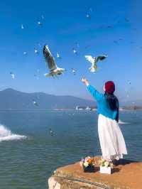 昆明限定一日遊 喂海鷗+逛老街太治癒啦