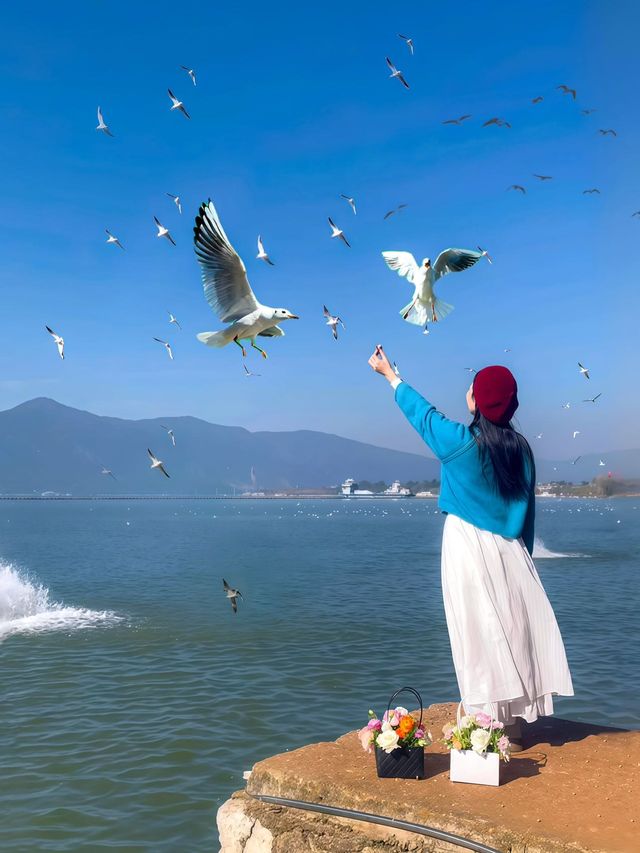 昆明限定一日遊 喂海鷗+逛老街太治癒啦 昆明限定一日遊 喂海鷗+逛老街太治癒啦