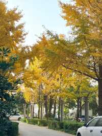 這個秋天,來昆明住進金色銀杏的童話裏 發現昆明小眾打卡地 - 維也納國際酒店(昆明高鐵南站市政府