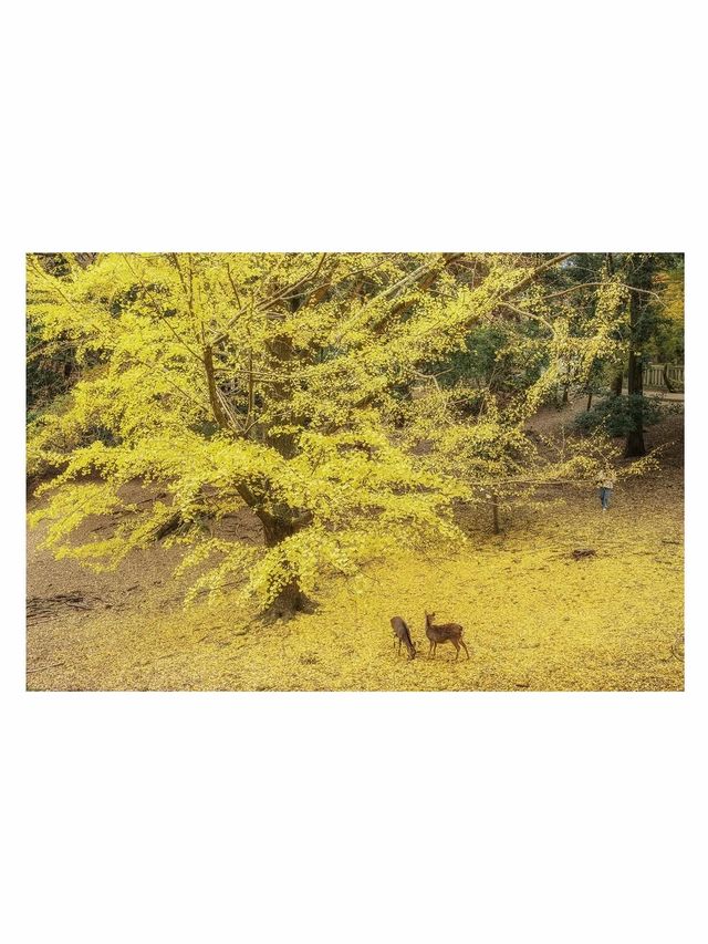 奈良小眾秘境東大寺的鎮守社・手向山八幡宮的紅葉絕景