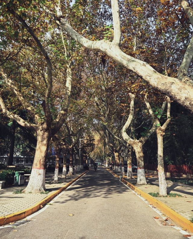 【住美豪，尋冬趣｜遇見香火與暖陽交織的古都冬天】