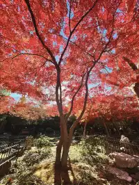 魯迅公園的紅葉已經瘋狂綻放啦