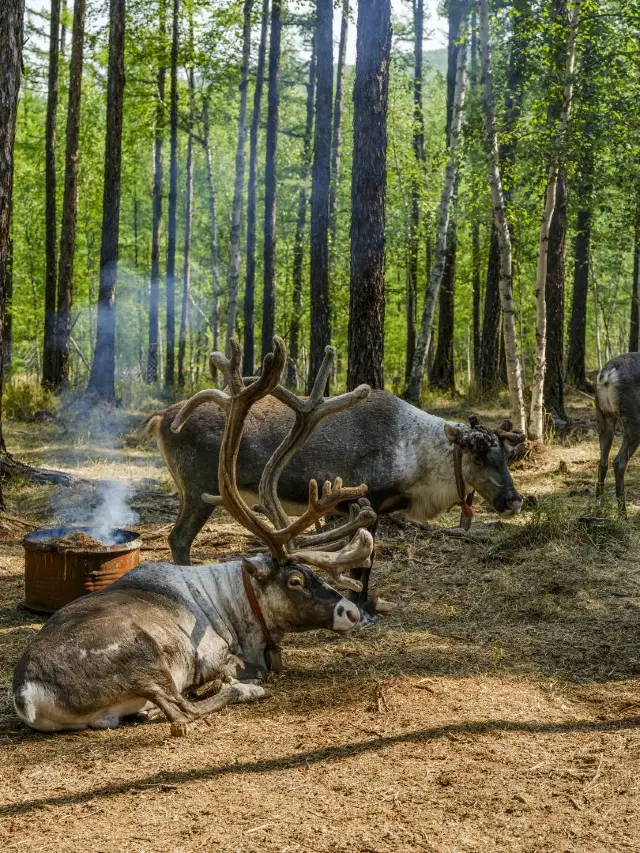 呼倫貝爾8日遊攻略看這篇就夠