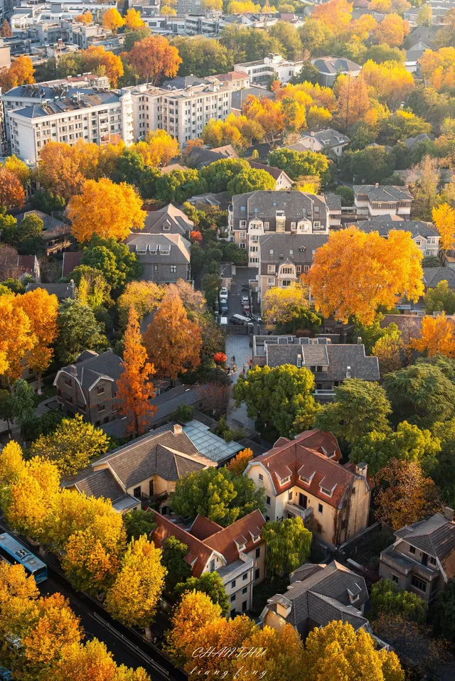 梧桐落滿頤和路,金陵秋意正濃 梧桐落滿頤和路,金陵秋意正濃