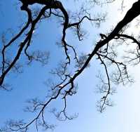 翠湖公園的海鷗全體出動！現在流行"爬樹"了🌳