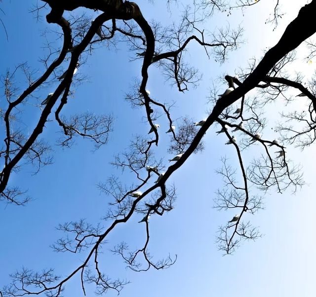 翠湖公園的海鷗全體出動！現在流行"爬樹"了🌳
