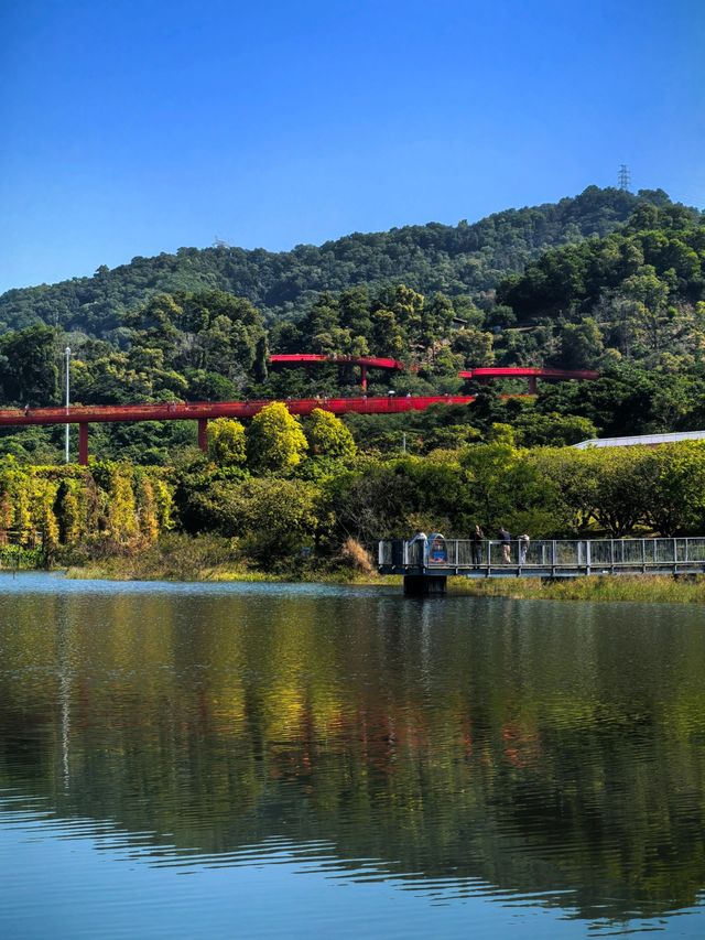 為什麼深圳人總在朋友圈曬這座虹橋？