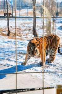 哈爾濱必打卡!東北虎林園與百獸之王0距離接觸!