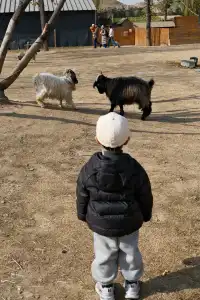 米禾農場真的去不夠|挖完紅薯拔蘿蔔