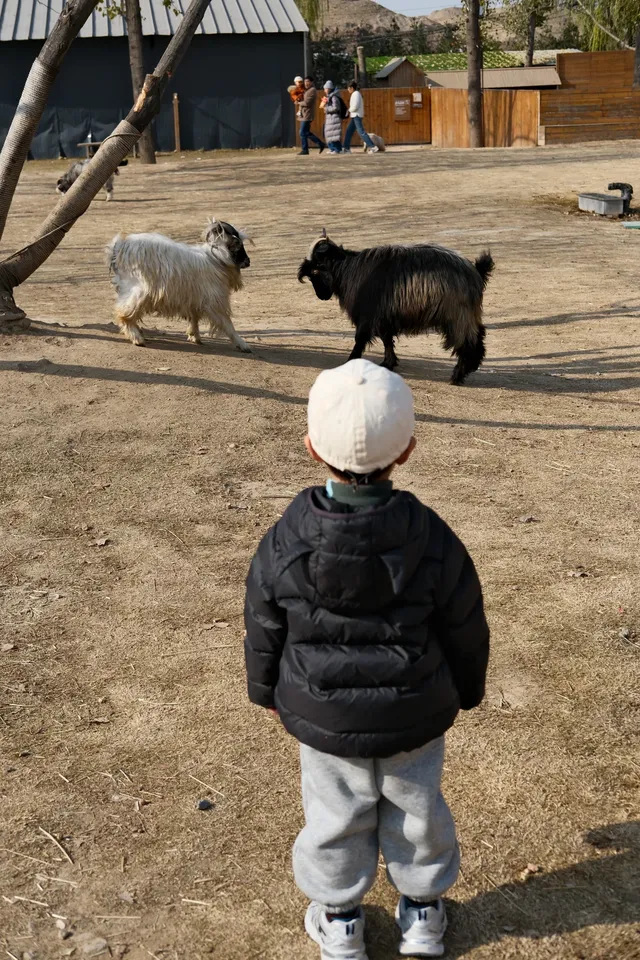 米禾農場真的去不夠|挖完紅薯拔蘿蔔 米禾農場真的去不夠|挖完紅薯拔蘿蔔