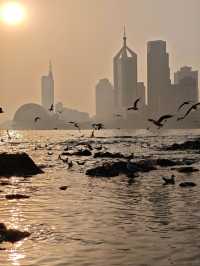 冬日的浪漫|青島棧橋與西伯利亞海鷗的日落之約