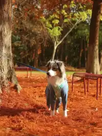 上海1h直達,海灣杉林紅啦!錯過等一年!