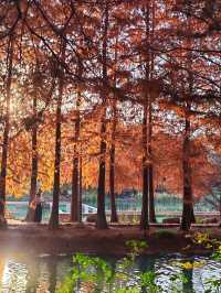 闖入紅衫秘境,開啟浪漫划船之旅