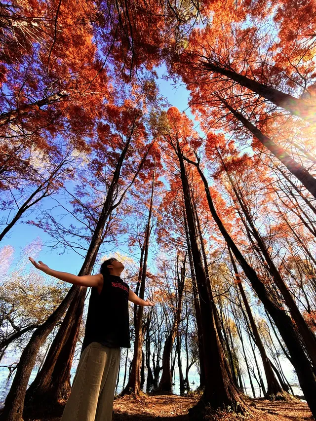 12月洱海!闖入現實版《小森林》紅杉秘境! 12月洱海!闖入現實版《小森林》紅杉秘境!