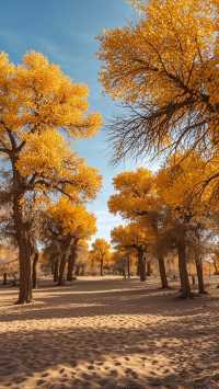 祁連山野花醉美季