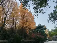 滿城盡飛黃金葉，紹興古城河清園秋色正迷人