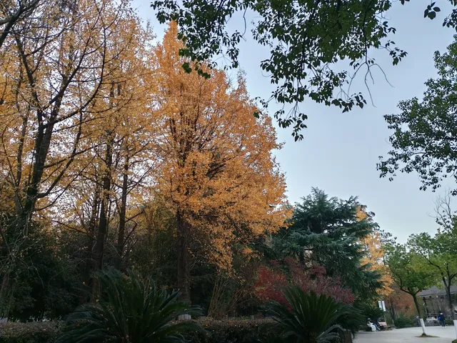 滿城盡飛黃金葉，紹興古城河清園秋色正迷人