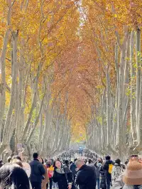 鐘山風景區精華指南含無人版梧桐大道