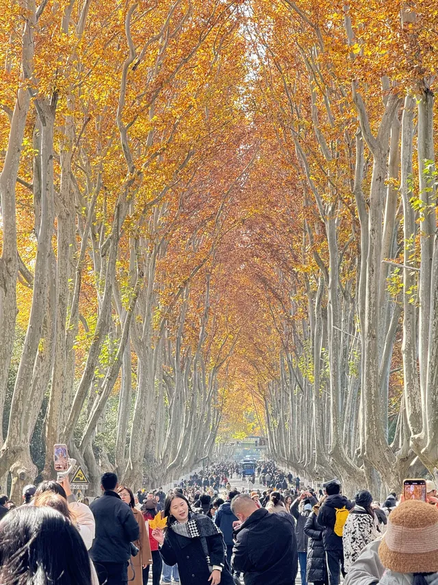 鐘山風景區精華指南含無人版梧桐大道 鐘山風景區精華指南含無人版梧桐大道