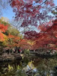 12月3日實況無濾鏡,秋意濃時楓葉紅