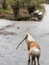 在莫干山見到了頂級的寵物友好