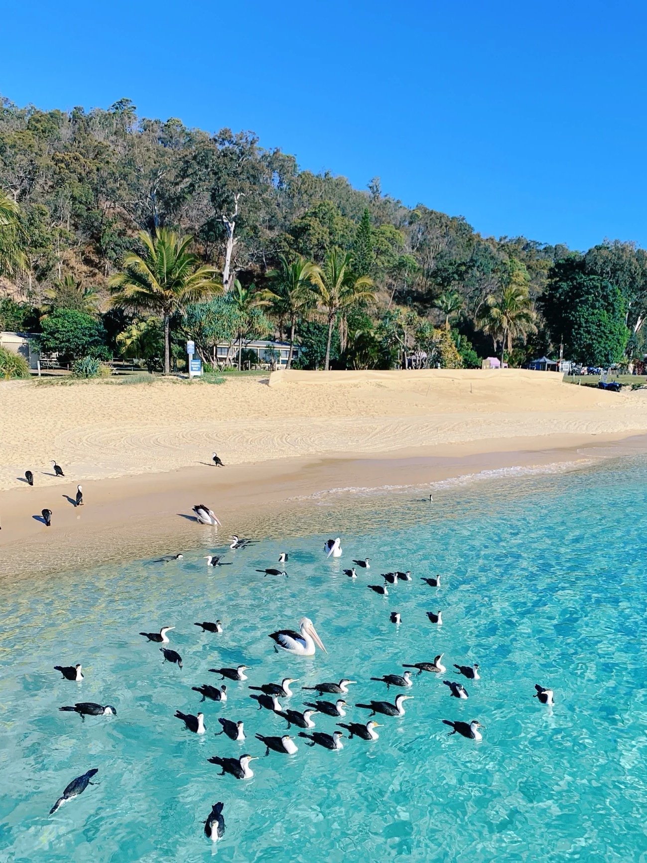 Australia's Sand Island Paradise for Coexisting with Wild Dolphins: Moreton Island