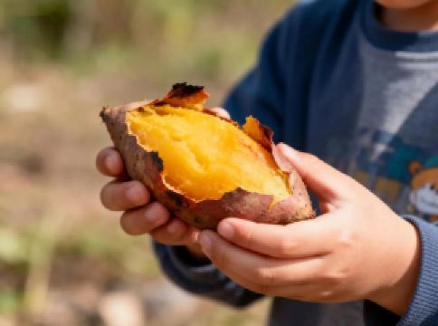 งานเทศกาลมันหวานเมืองเกาโจวเซียนเหรินตง เปิดฉากอย่างหวานชื่น