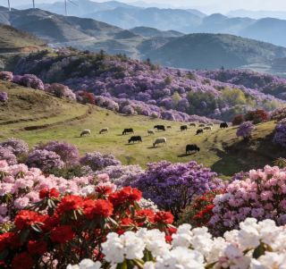 一年に一度のチャンスを逃すな！ウーモン大草原で万本のツツジが海のように咲き誇り、3月は息をのむ美しさ