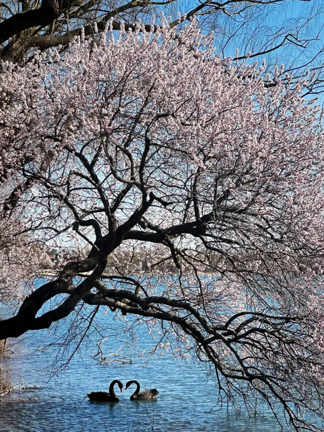Must-See Cherry Blossom Viewing Route at the Summer Palace
