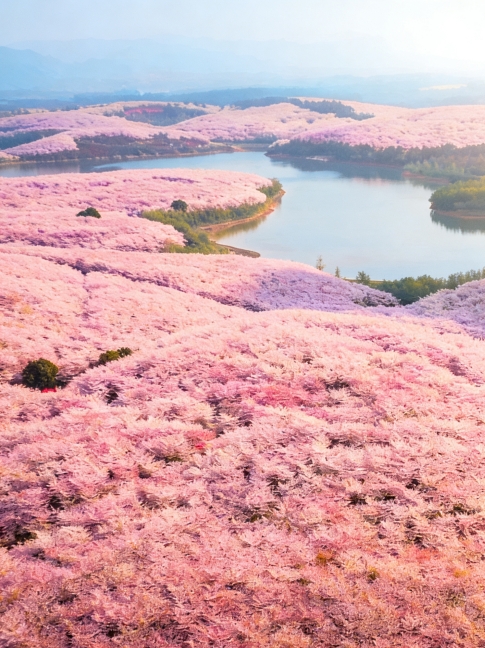 貴安桜園｜世界最大の桜の海、3月の貴州はピンクの童話が隠れている