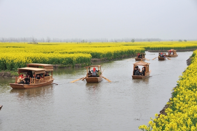 全ネットで大人気の水上菜の花が、ついに興化にやってきました | Trip