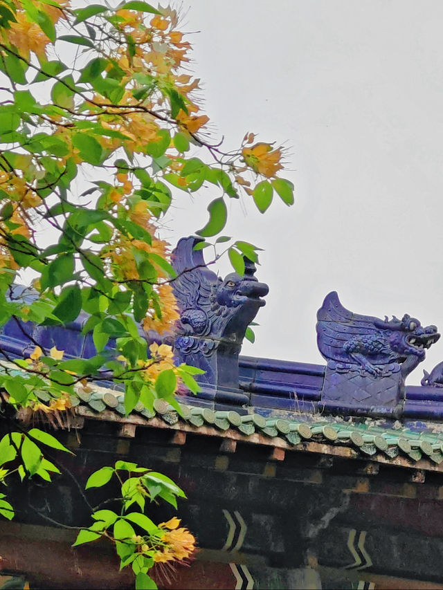 Guangzhou Fishwood Flowers Beautifully Blooming – A Must-Visit ...