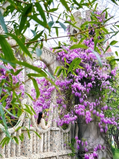 中華石園の藤の花絶美攻略4月限定の紫の花海 | Trip.com 天津