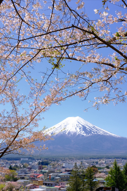 富士山の桜｜新倉山浅間公園で春のひとときを | Trip.com 富士吉田