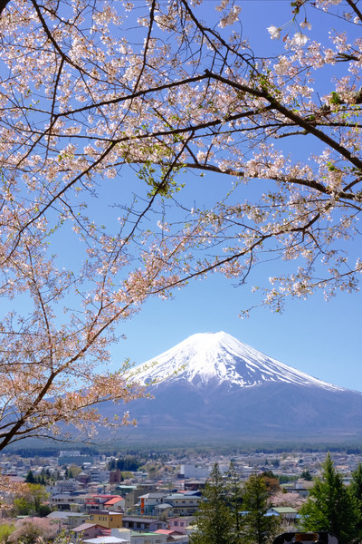 富士山の桜｜新倉山浅間公園で春のひとときを | Trip.com 富士吉田