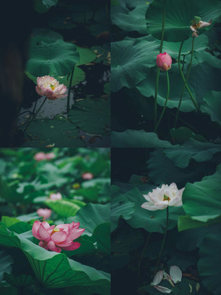 南京莫愁湖公園｜夏日避暑神仙地荷塘水霧超解壓