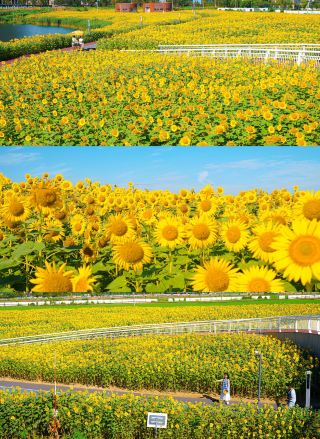 สวนสาธารณะตงซาหู｜พบกับทุ่งดอกทานตะวันที่ช่วยฮีลใจ