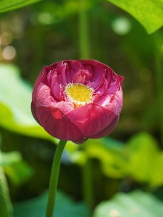 Summer flower viewing | Lotus Pond Park live shot on 6.28 (with lotus viewing map)