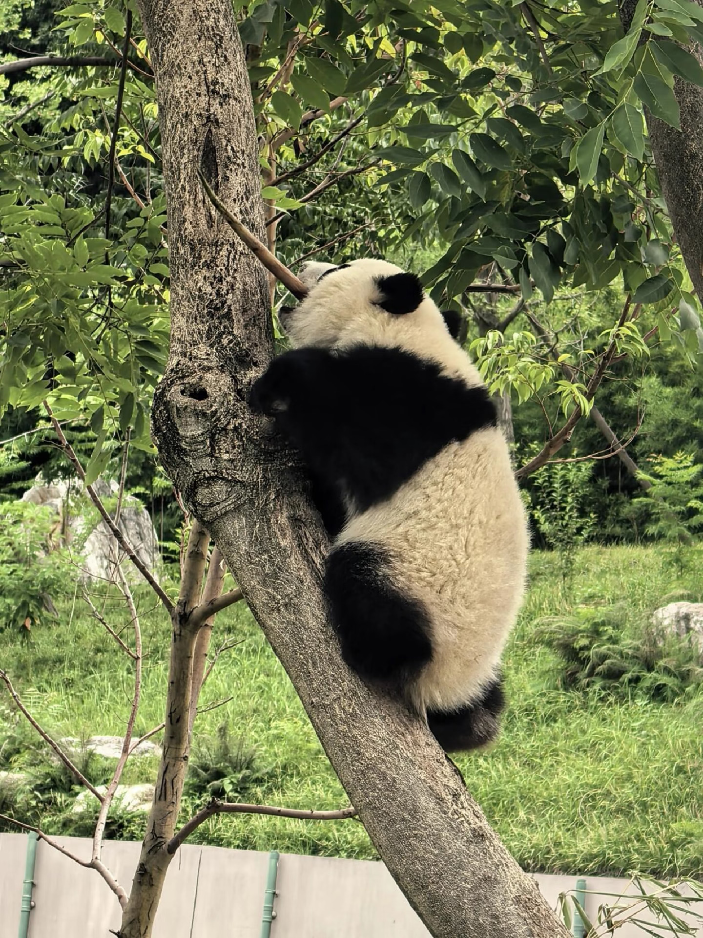 September 11, 2026 Chengdu - Panda Base - Sichuan Museum