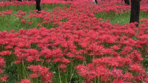 #The breathtaking sight of 400,000 red spider lilies — traveler post in Fuchu