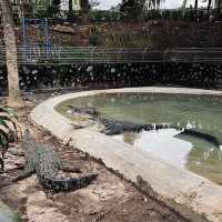 Live crocodile feeding in the city