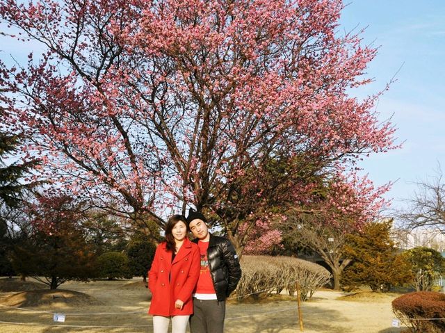 부산에서 홍매화가 가장 빨리 피는곳🌸