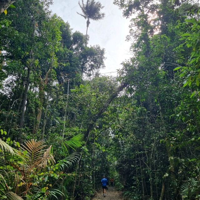 Hiking at Macritchie Nature Trail